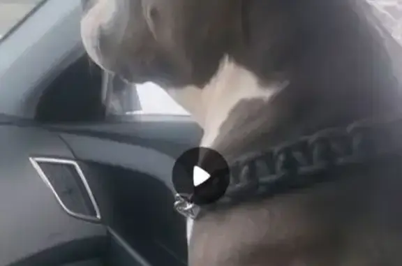 Найдена собака, Бушарино, фото: Собака найдена: Бушарино, МО