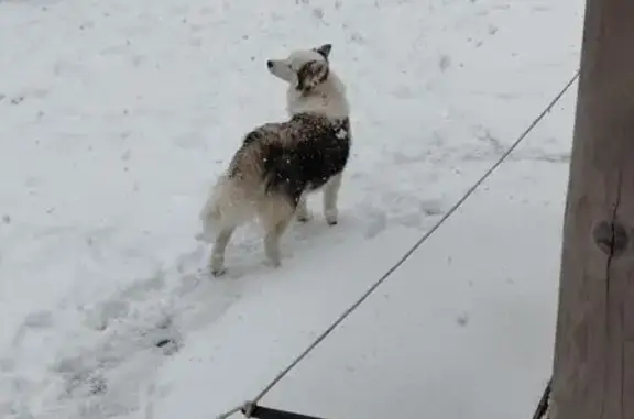 Пропала собака, с. Истье, Калужская обл. - photo