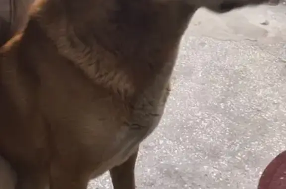 Найдена собака, Тюмень, фото: Найдена собака, Пролетарская ул., Тюмень