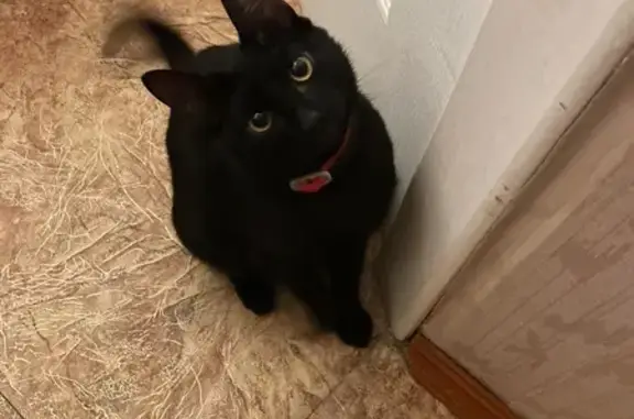 Пропала кошка на Молодёжной, Шексна - photo