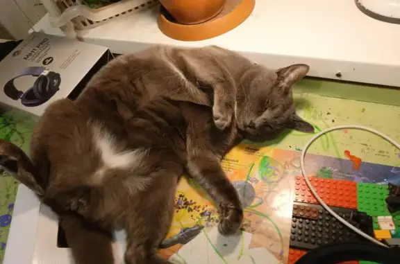 Кошки потеряшки, Сыктывкар, фото: Потеряшка кошка, Печорская ул., 4, Сыктывкар