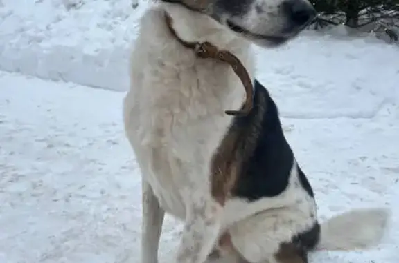 Найдена собака, Москва, фото: Найдена собака у храма, Хачатуряна 6к2