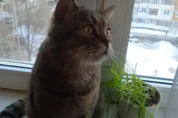 Найденные животные Казань, фото: Кошка найдена: ул. Восстания, 87, Казань