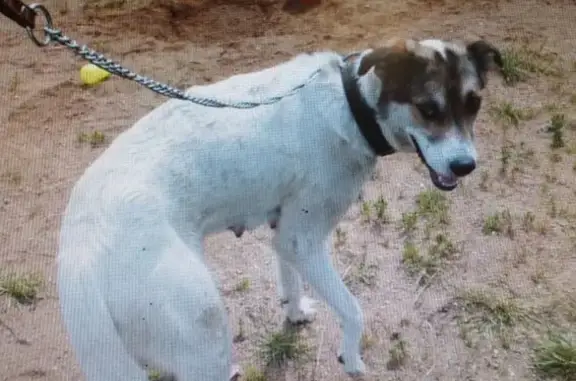 Пропала собака, 2-я Урицкого, 3А - photo