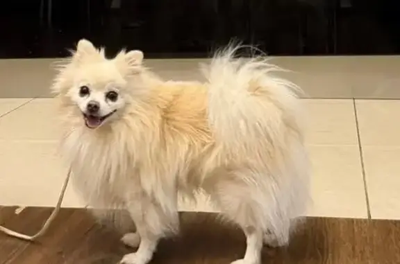 Пропала собака, Юкковское поселение - photo