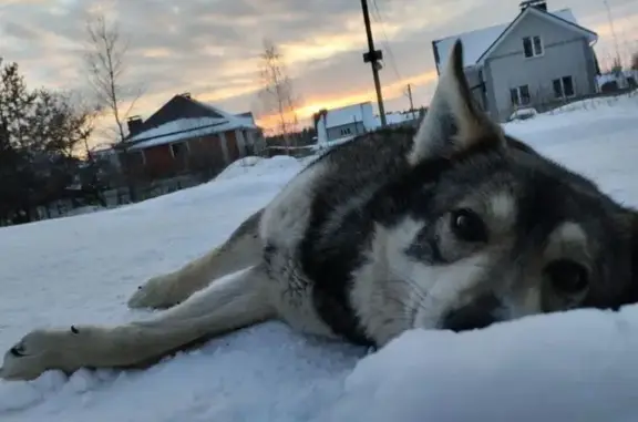 Собаки потеряшки, Воронеж, фото: Потеряшка собака, Рассветная ул., Воронеж