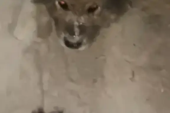 Объявления о пропавших и найденных животных, Иркутск, фото: Найдена собака, Иркутск, Ипподромная 44