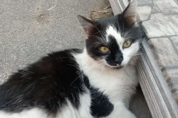 Пропала кошка, переулок Маяковского, Покровское - photo