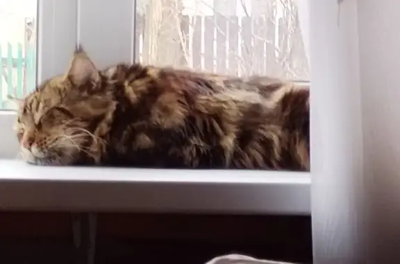 Пропала кошка, 3-я Курьяновская, Москва - photo