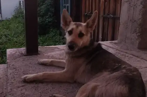 Объявления о пропавших и найденных животных, Горно-Алтайск, фото: Пропала собака, ул. Ленина, Горно-Алтайск