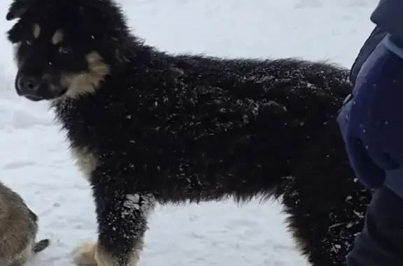 Пропала собака, ул. Строителей, 131А - photo