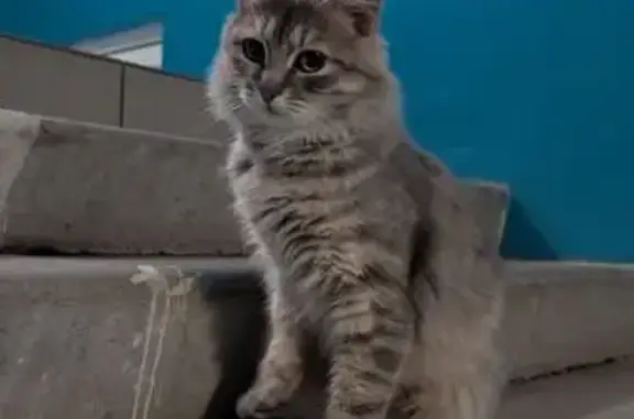Найдена кошка, Строитель, фото: Кошка найдена: Берёзовая ул., 5, Строитель