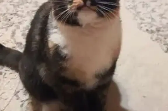 Пропала трехцветная кошка, Чернышевского, 108 - photo