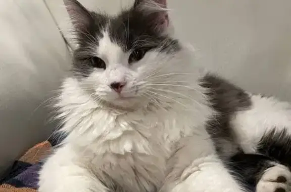 Найденные животные Геленджик, фото: Кошка найдена: Туристическая 3, Геленджик