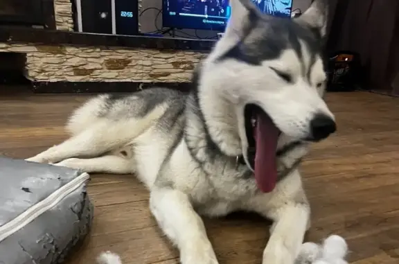 Пропала собака на 1-й Большой Окружной, Калининград - photo