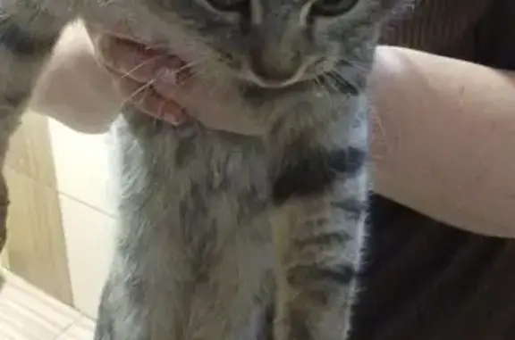 Найдена кошка, Катав-Ивановск, фото: Кот найден в подъезде, Пугачёвская ул.