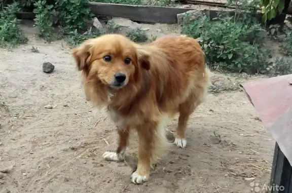 Пропала собака, Сергиев Посад, А-108 - photo