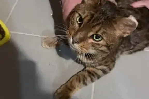 Объявления о пропавших и найденных животных, Атепцево, фото: Кот найден в Атепцево, Московская область