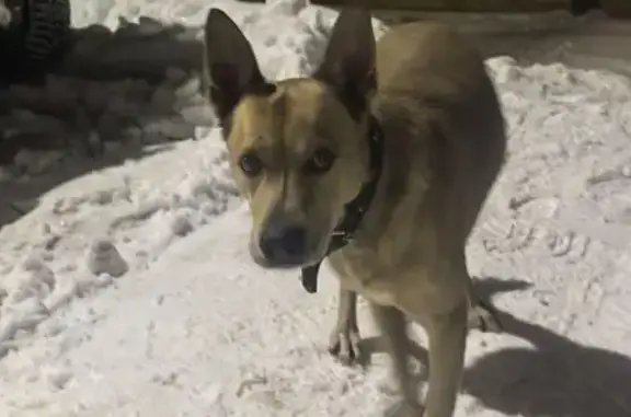 Найдена собака, Тула, фото: Собака найдена на Серебровской, 22, Тула