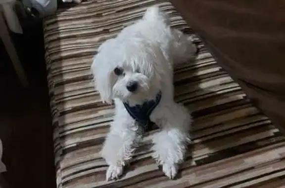 Найдена собака, Краснодар, фото: Найдена собака на Кореновской, 61, Краснодар