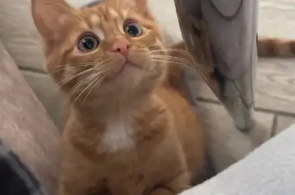 Пропала кошка, ул. Комарова, 16, Саранск - photo