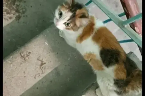 Найдена кошка, Березники, фото: Трехцветная кошка найдена, Мира 75, 1 подъезд