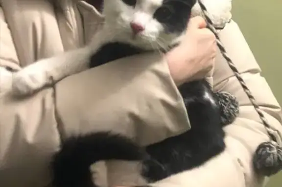 Объявления о пропавших и найденных животных, Екатеринбург, фото: Черно-белая кошка найдена, пер. Замятина 36