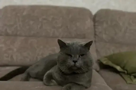 Пропала кошка, Казань, Давликеевская 6А - photo