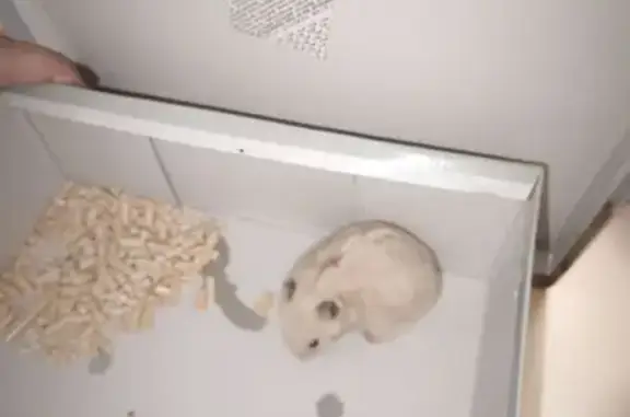 Хомяк найден: Касимовская ул, 10, СПб - photo