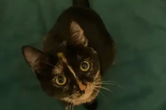 Пропала кошка, пр. Победы, 14, Тверь - photo