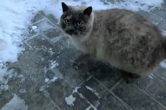 Найдена кошка, Калининград, фото: Найдена кошка, улица Докука, Калининград