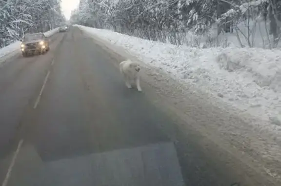 Объявления о пропавших и найденных животных, Медвежьи Озёра, фото: Собака найдена: 46К-7130, Медвежьи Озёра