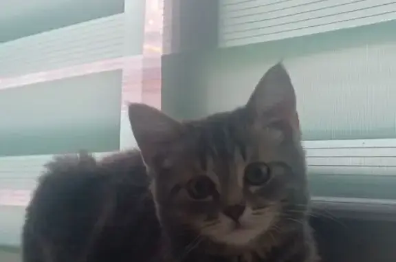 Пропал серый котёнок, Бугульма, Татарстан - photo