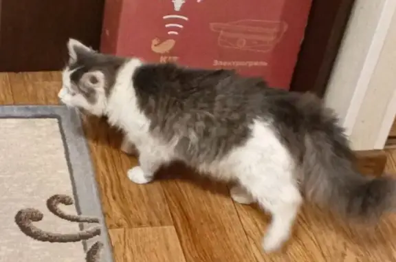 Найдена кошка, Томилино, фото: Найдена кошка, ул. Гоголя, Томилино
