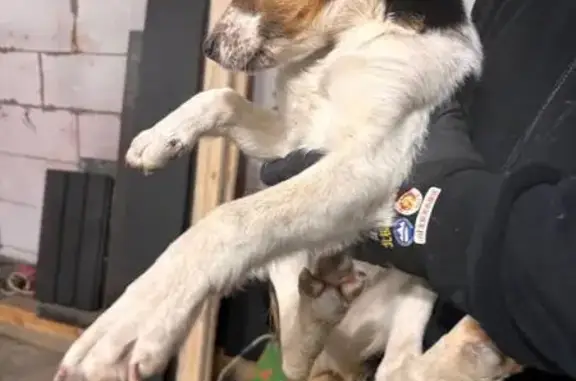 Найдена собака, Красненькая, фото: Собака найдена: Отрадная ул., Красненькая