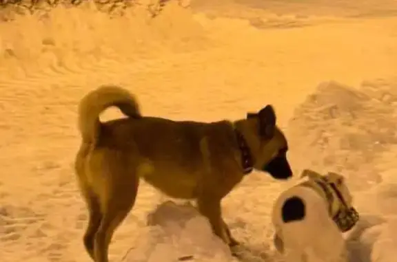 Найдена собака, Оренбург, фото: Собака найдена на ул. Челюскинцев, 17Б