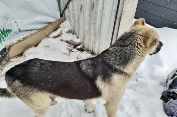 Объявления о пропавших и найденных животных, Янино-1, фото: Собака найдена: Кольцевая ул., 14, Янино-1