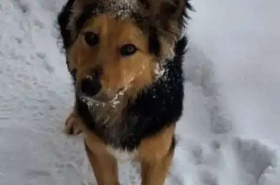 Найдена собака, Домодедово, фото: Собака найдена: Соловьиная ул., Вахромеево