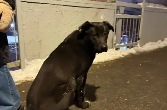 Найдена собака, Подольск, фото: Найдена собака, Железнодорожная ул., Подольск