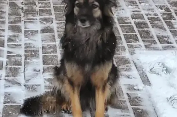 Пропала собака, Совхозная ул., Бабяково - photo