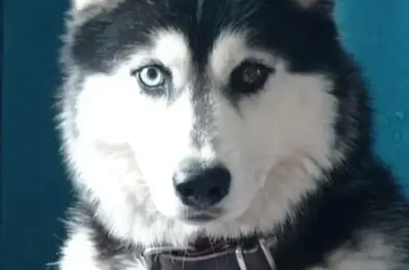 Пропала хаски Келли, Солнечная 64, Краснодар - photo