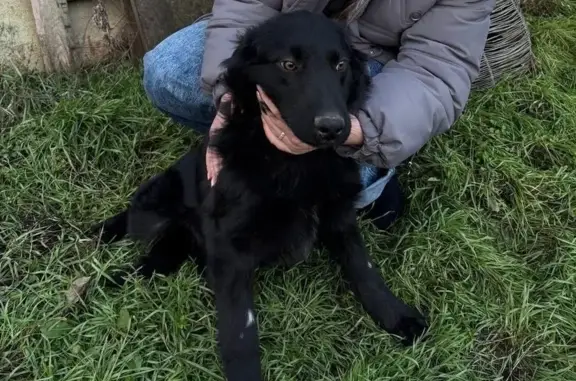 Пропала собака, Новочеркасск, Ростовская область - photo