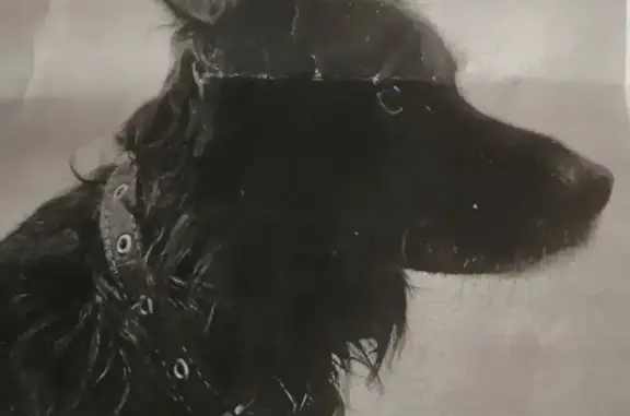 Найдена собака, Тула, фото: Найдена собака, Тула, Оружейная 34А