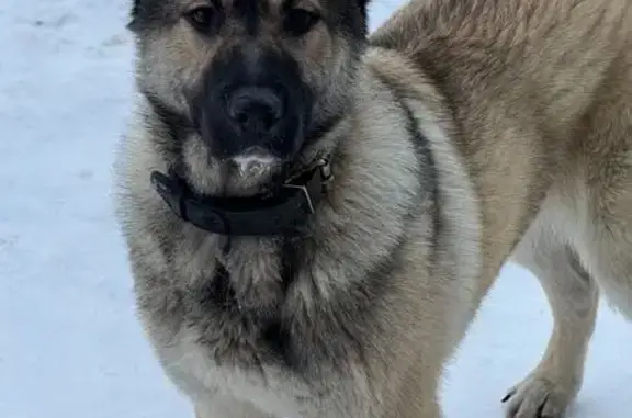 Найдена собака, Кривко, фото: Найдена собака, Спортивная 4, Кривко