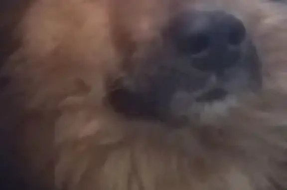 Пропала собака, Золино, 46Н-03845 - photo