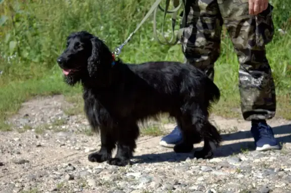 Пропала собака у Полюстровского парка - photo
