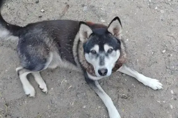 Пропала собака, Задонск, Липецк область - photo
