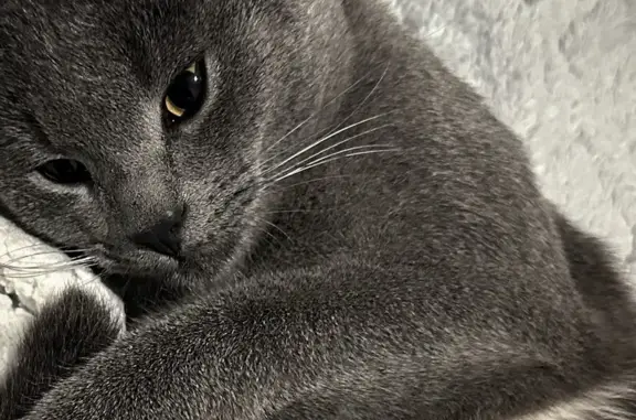 Пропала кошка, Никольское, Тверская обл. - photo