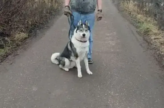 Собаки потеряшки, Апрелевка, фото: Потеряшка собака в Апрелевке, МО
