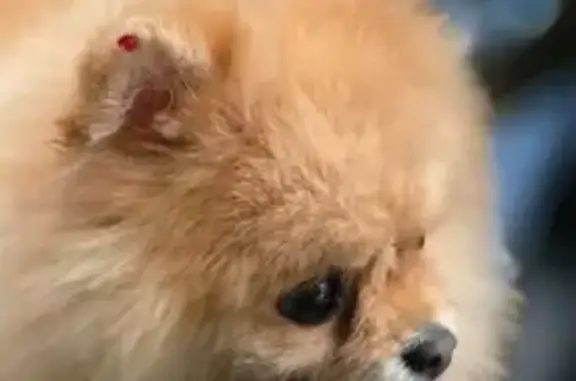 Пропала рыжая собака, ул. Туманяна, 29 - photo